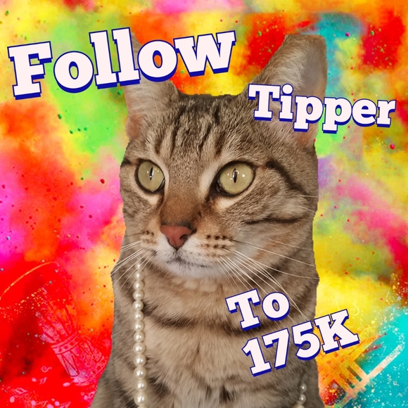 #1 Follow Game - Picture 3 of 7